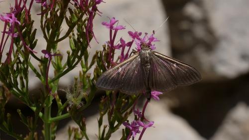 Cydalima perspectalis